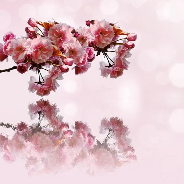 Sakura branch and reflection — Stock Image Sakura branch and reflection Stock Image