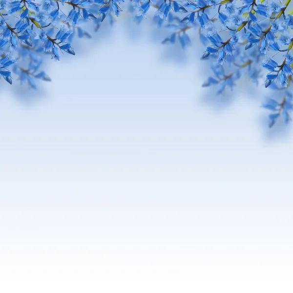 Blue flowers — Stock Photo, Image