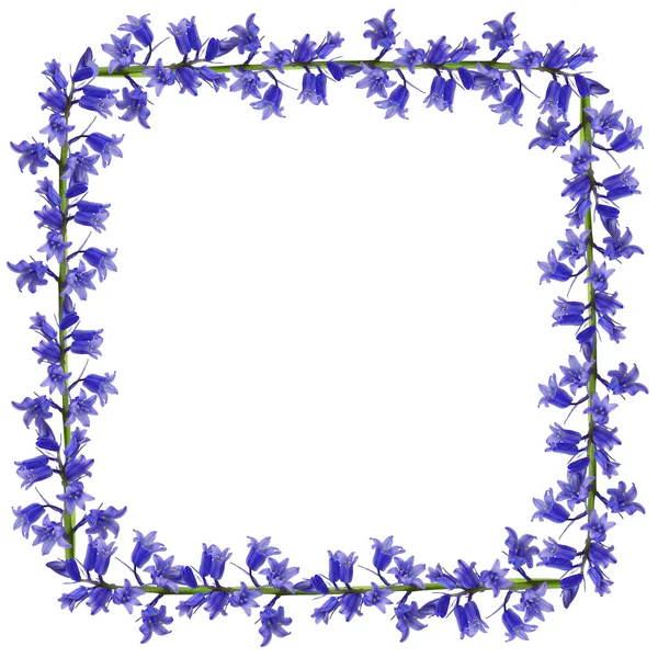 Blue flowers frame — Stock fotografie