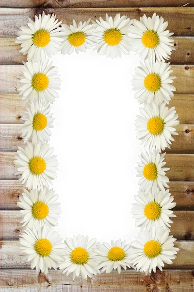 Frame: daisies on the wooden background — Stock Photo, Image
