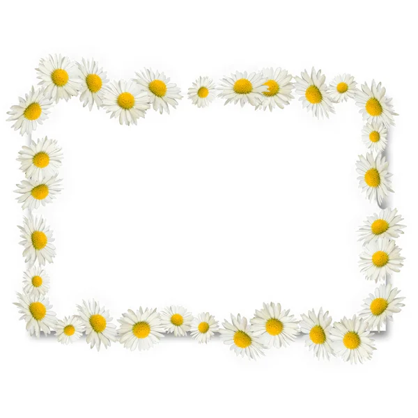 Frame of daisies — Stock Photo, Image