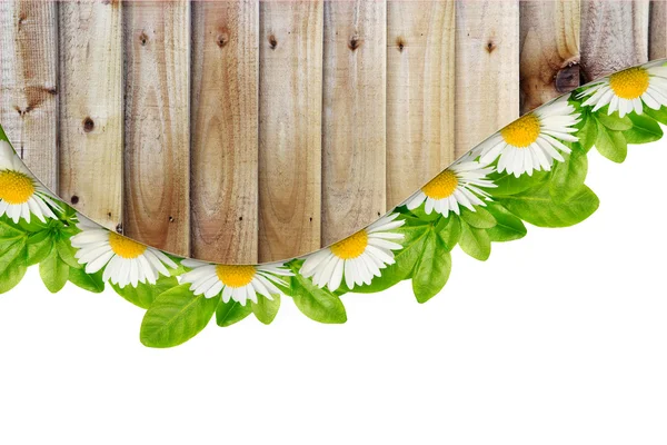 Madeliefjes, groene bladeren en houten plank grens — Stockfoto