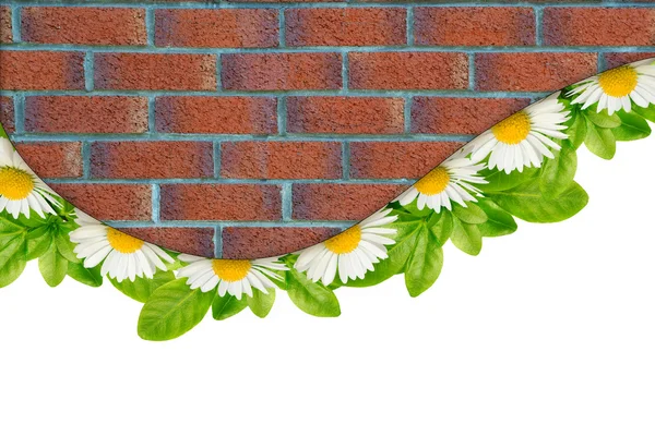 Daisies, green leaves and bricks border — Stock Photo, Image