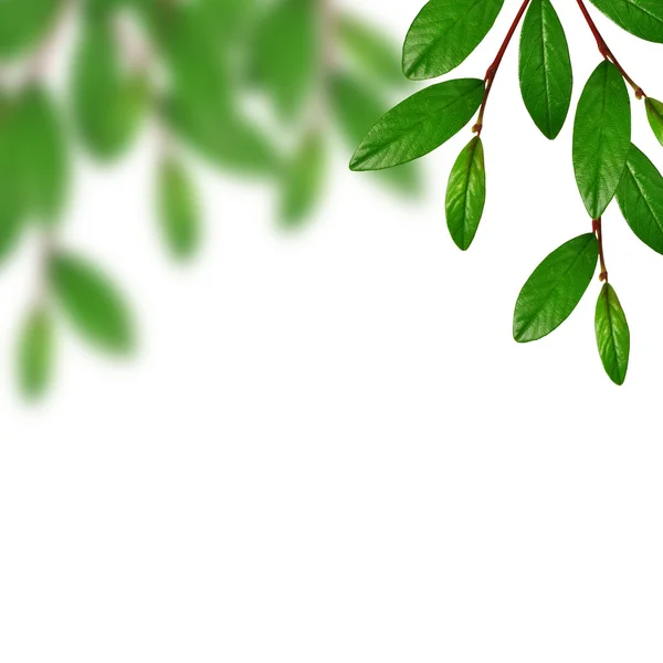 Green leaves — Stock Photo, Image