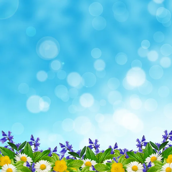 Field of different flowers and leaves on the sky background — Stock Photo, Image