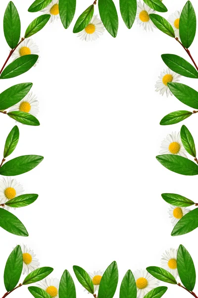 Zelené listy a sedmikrásky rám — Stock fotografie