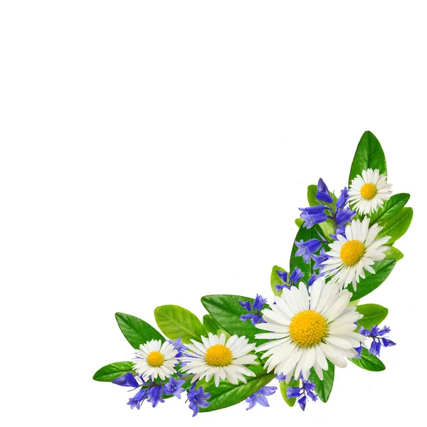 Bukett prästkragar, blå blommor och blad — Stockfoto