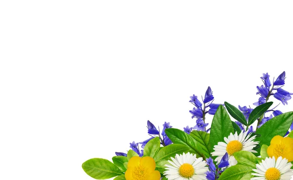 Daisies, blue and yellow wild flowers and green leaves — Stock Photo, Image