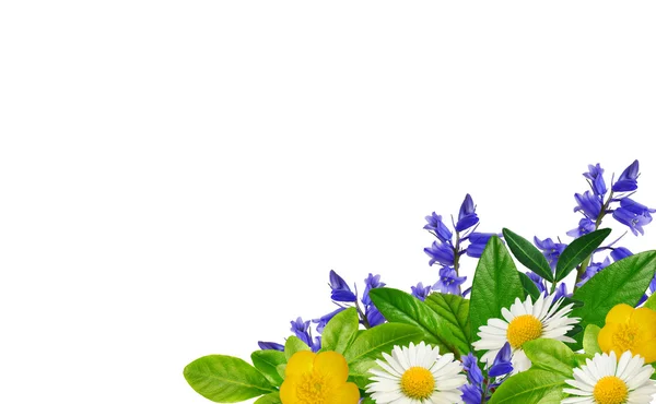 Prästkragar, blå och gula vilda blommor och gröna blad — Stockfoto