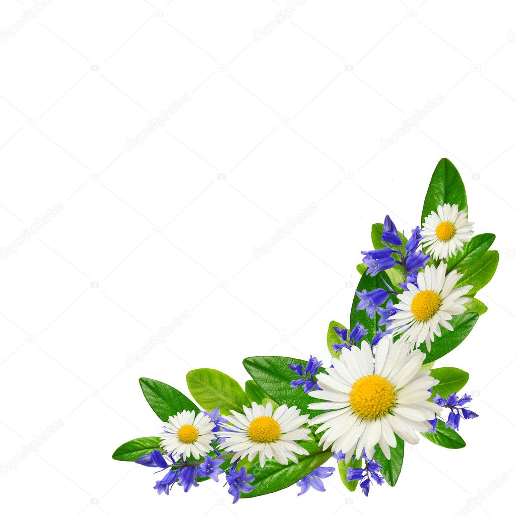 Bouquet of daisies, blue flowers and leaves