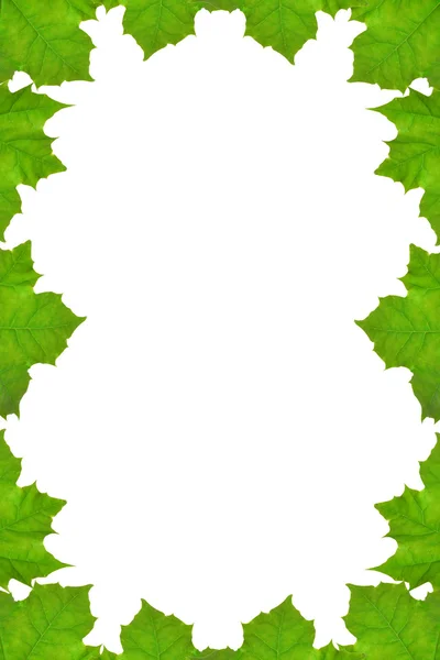 Cadre de feuilles d'érable — Photo
