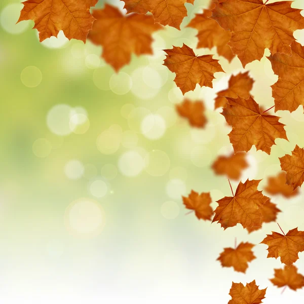 Fall of red maple leaves — Stock Photo, Image