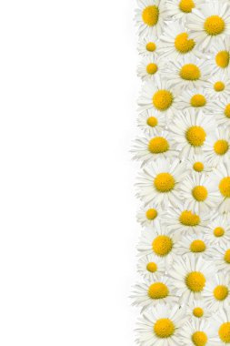 papatyalar kenarlığı