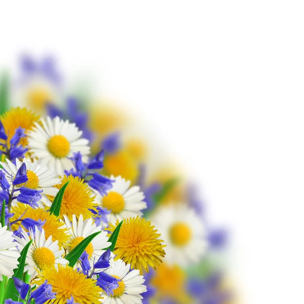 Boququet dzikich kwiatów — Zdjęcie stockowe