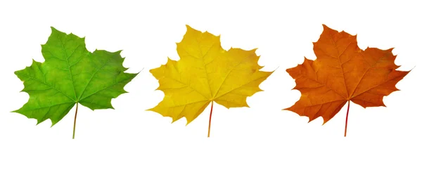 Green, yellow and red maple leaves — Stock Photo, Image