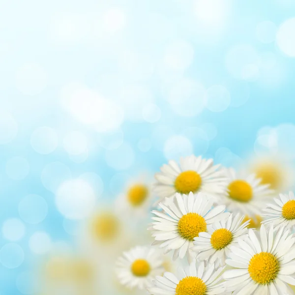 Daisies — Stock Photo, Image