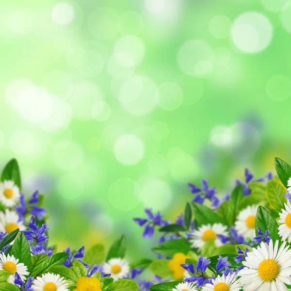 Wildflowers on the blurred background — Stock Photo, Image