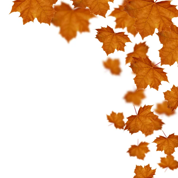 Maple leaves defoliation — Stock Photo, Image