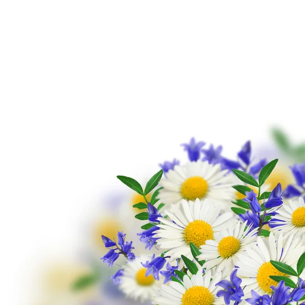 Boququet of wild flowers — Stock Photo, Image