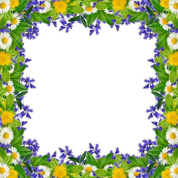 Quadro de flores silvestres e folhas verdes — Fotografia de Stock