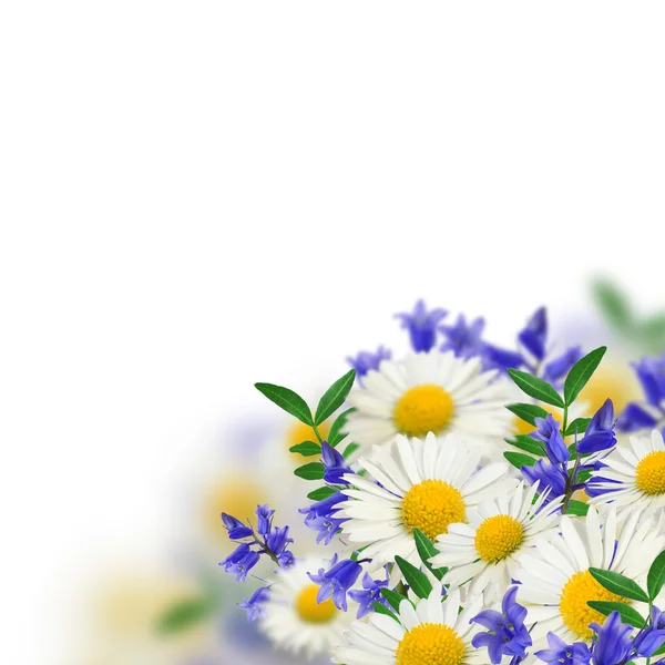 Boququet av vilda blommor — Stockfoto