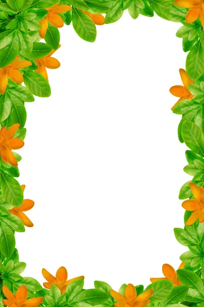 Crocus a zelené listí rám — Stock fotografie