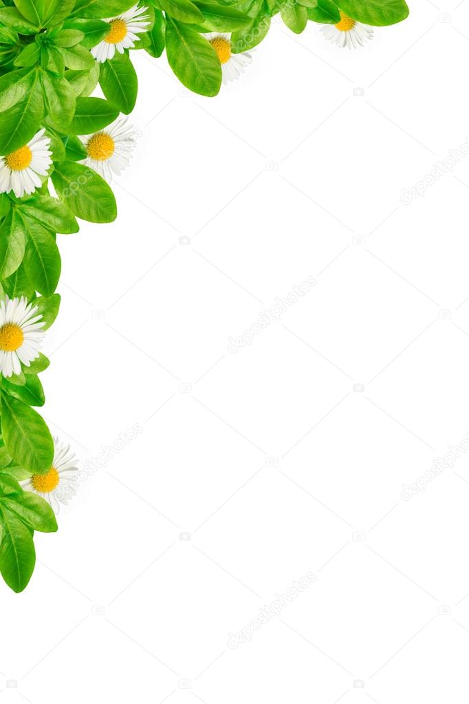 Corner with green leaves and daisies
