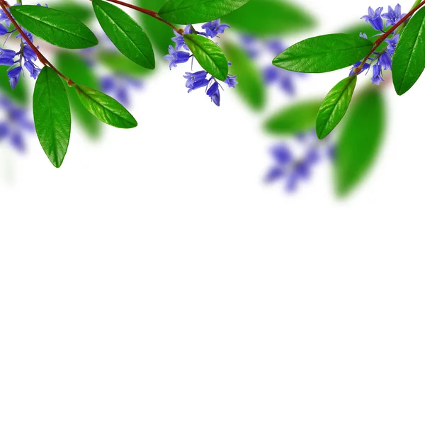 Feuilles vertes et fleurs bleues — Photo