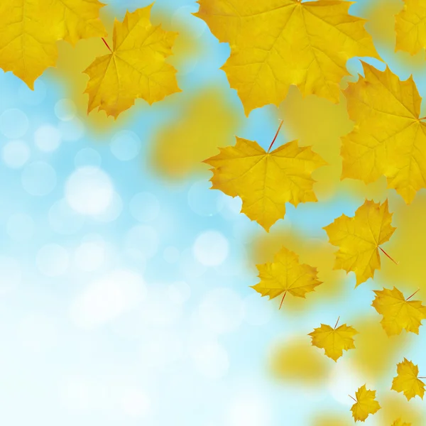 Fall of yellow maple leaves — Stock Photo, Image
