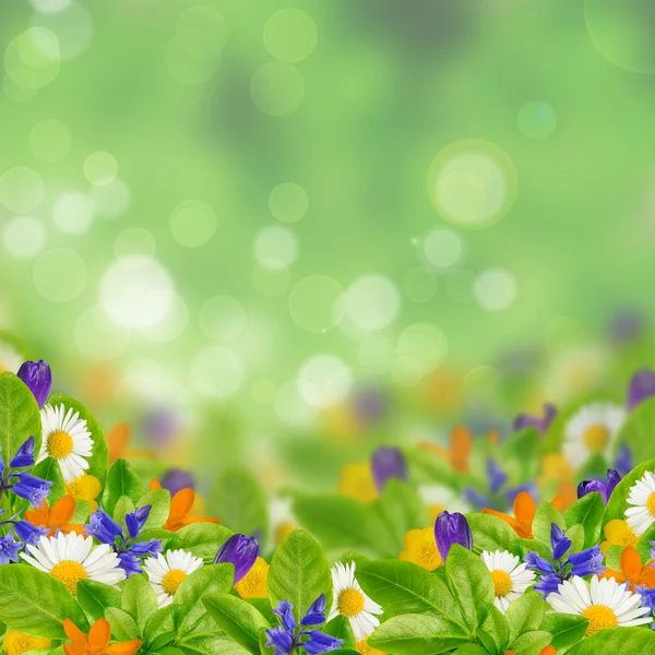 Wildflowers — Stock Photo, Image