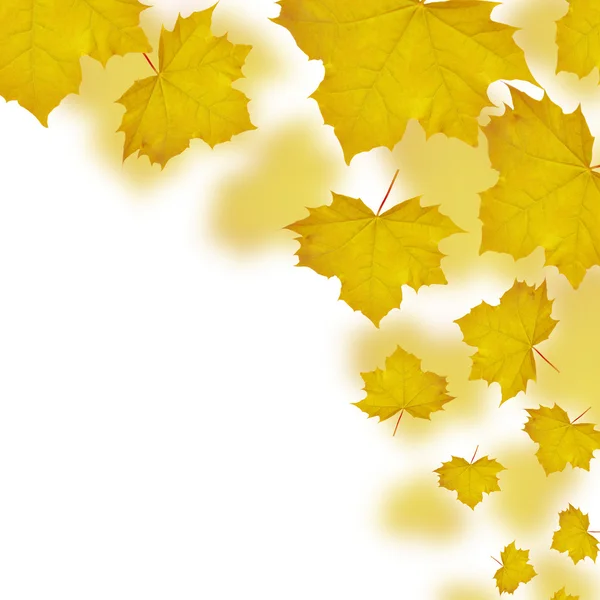 Caída de hojas de arce amarillo — Foto de Stock