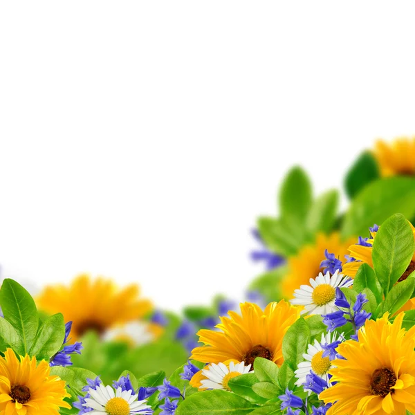 Wildflowers on the white background — Stock Photo, Image