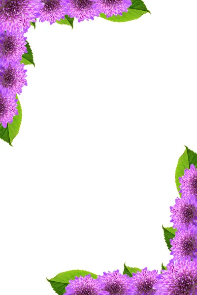Рамка з фіолетових квітів — стокове фото