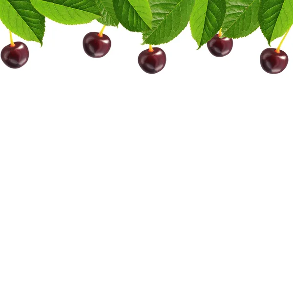 Cherry and leaves border — Stock Photo, Image