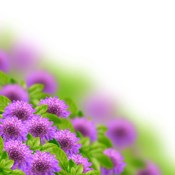 Flores no fundo borrado — Fotografia de Stock
