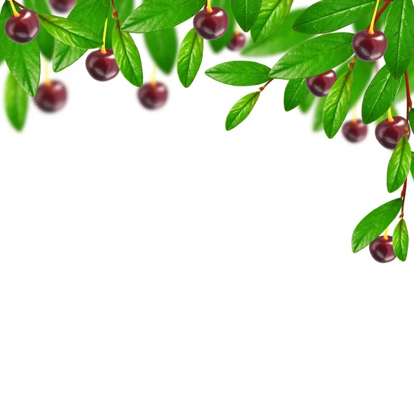 Wazig bladeren en cherry — Stockfoto