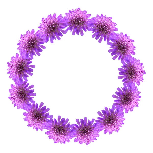 Кругла рамка з фіолетових квітів — стокове фото