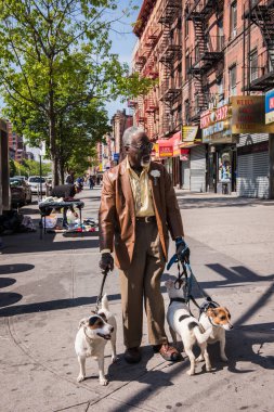Harlem, New York 'ta köpekleri gezdiren adam.