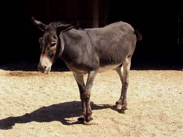 Burro. — Foto de Stock