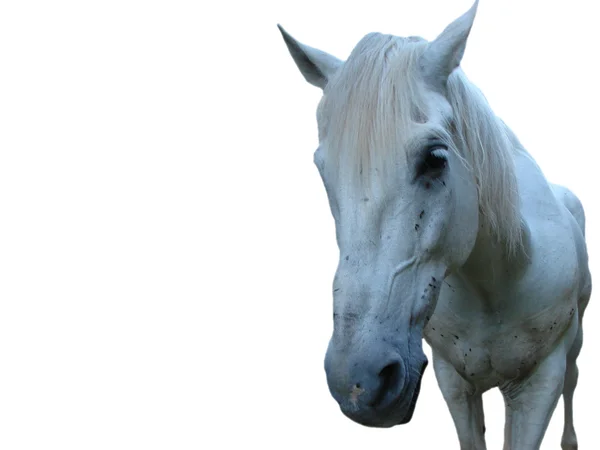 Caballo blanco aislado sobre fondo blanco — Foto de Stock