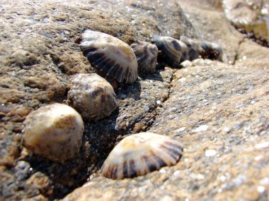 Row of Limpets clipart