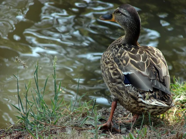 ördek su Gölü gözlemlemek