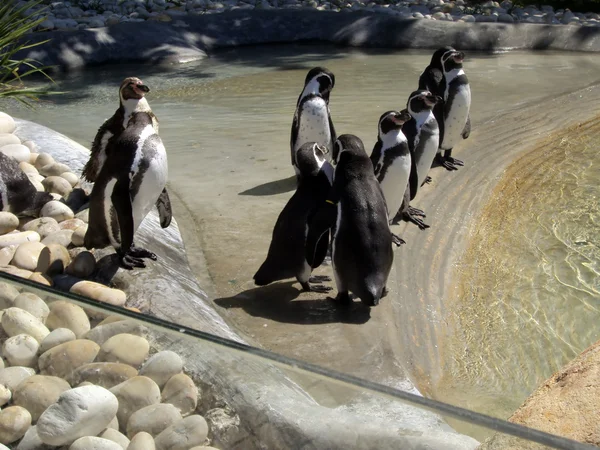 Kö av pingviner — Stockfoto