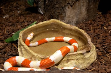 Beautiful specimen of a Mexican snake of the species Nelson's Milk Snake (Lampropeltis triangulum nelsoni) in captivity at the zoo refreshes itself in the water clipart