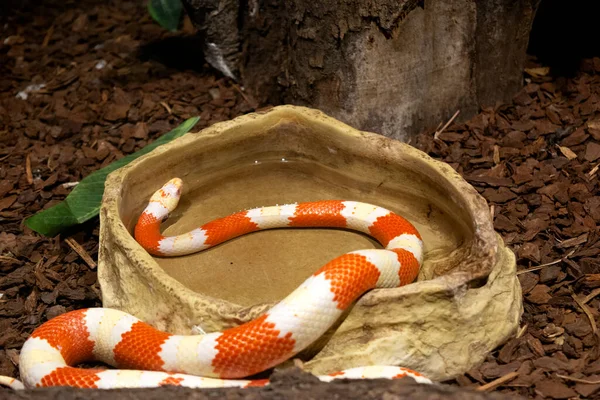 Hayvanat bahçesindeki esaret altında tutulan Meksikalı yılan türü Nelson 's Milk Snake (Lampropeltis triangulum nelsoni) suda kendini tazeler.