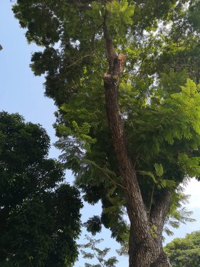 Çalı ağacı dokusu yeşil yapraklar arka plan kabuk kabuk kabuk kabuk yüzey dokusu bitki ve beyaz bulut mavi gökyüzü