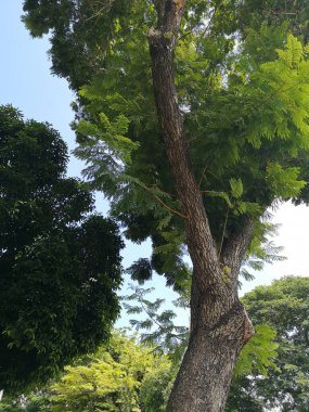 Çalı ağacı dokusu yeşil yapraklar arka plan kabuk kabuk kabuk kabuk yüzey dokusu bitki ve beyaz bulut mavi gökyüzü