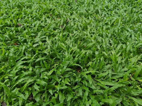 Axonopus Compressus Tropical Carpet Green Deja Hierba Césped Fondo Naturaleza — Foto de Stock