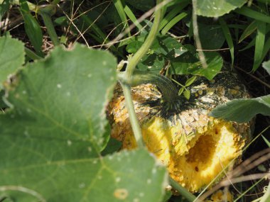 Fare bir delik kemirir Kabak Kabağı Cucurbita Maxima Duchesne, yeşil taze sebze tomurcuklanan ağaç bahçe arka planı, meyve yemeği