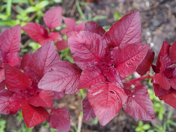 Fanthus Viridis Красные Листья Caceae Возможность Свежего Цветения Саду Природный — стоковое фото